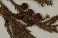 柳杉藏品圖，第3張