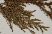 柳杉藏品圖，第4張