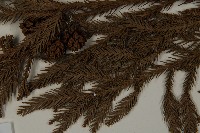 柳杉藏品圖，第5張