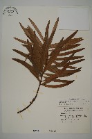 桃實百日青藏品圖，第1張