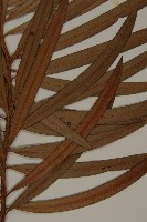 桃實百日青藏品圖，第3張