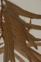 桃實百日青藏品圖，第4張