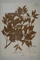 竹柏藏品圖，第1張