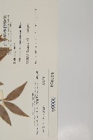 竹柏藏品圖，第2張