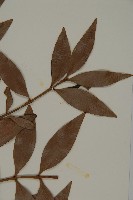 竹柏藏品圖，第3張