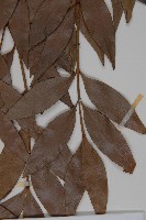 竹柏藏品圖，第4張