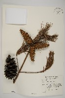 臺灣五葉松藏品圖，第1張