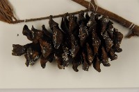 臺灣五葉松藏品圖，第2張