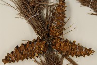 臺灣五葉松藏品圖，第3張