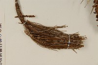 臺灣五葉松藏品圖，第4張