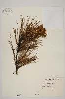 琉球松藏品圖，第1張