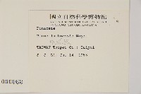 琉球松藏品圖，第2張