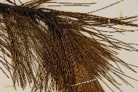 琉球松藏品圖，第3張