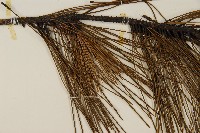 琉球松藏品圖，第4張