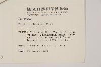 琉球松藏品圖，第2張