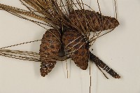 琉球松藏品圖，第3張