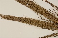 琉球松藏品圖，第4張