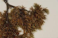 刺柏藏品圖，第4張