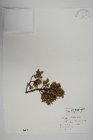 刺柏藏品圖，第1張