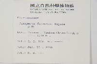 刺柏藏品圖，第2張