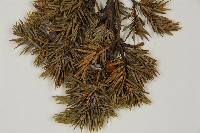 刺柏藏品圖，第3張