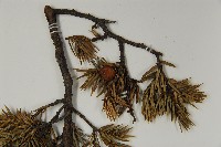 刺柏藏品圖，第4張