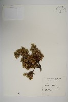 刺柏藏品圖，第1張