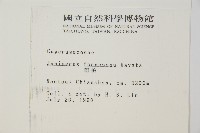 刺柏藏品圖，第2張