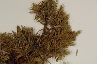 刺柏藏品圖，第4張