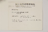 馬尾松藏品圖，第2張