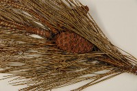 馬尾松藏品圖，第3張