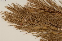 馬尾松藏品圖，第4張