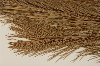 馬尾松藏品圖，第5張