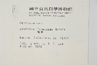 刺柏藏品圖，第2張