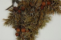 刺柏藏品圖，第3張