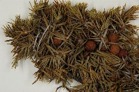 刺柏藏品圖，第4張