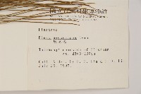 馬尾松藏品圖，第2張