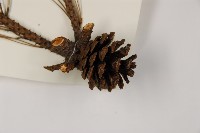 馬尾松藏品圖，第3張