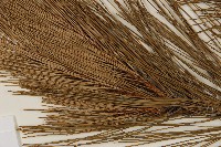 馬尾松藏品圖，第4張