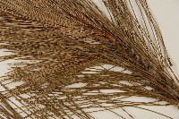 馬尾松藏品圖，第5張