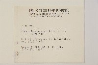 臺灣冷杉藏品圖，第2張