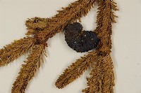 臺灣冷杉藏品圖，第3張