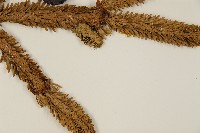 臺灣冷杉藏品圖，第4張