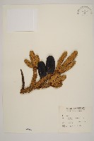 臺灣冷杉藏品圖，第1張