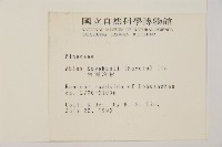 臺灣冷杉藏品圖，第2張