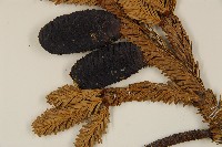 臺灣冷杉藏品圖，第3張