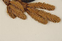 臺灣冷杉藏品圖，第4張