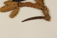 臺灣冷杉藏品圖，第5張