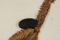 臺灣冷杉藏品圖，第3張