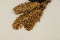 臺灣冷杉藏品圖，第4張